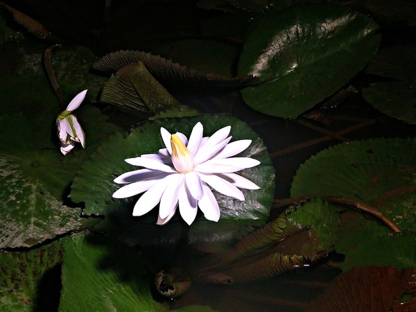 觀音蓮花季:【2017觀音蓮花季】荷浪桃桃。樂遊蓮池.獨家大宅門布袋戲變臉秀 觀音蓮花季:【2017觀音蓮花季】荷浪桃桃。樂遊蓮池.獨家大宅門布袋戲變臉秀