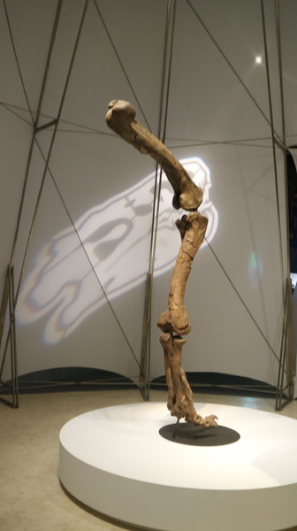 恐龍實驗室－復活任務：【台北展覽】讓我們一起到恐龍實驗室探險去@士林科教館[文末抽獎]