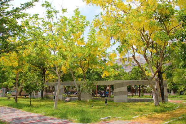 立德公園：【台南北區景點】立德公園~社區公園也能遇見滿滿黃金阿勃勒