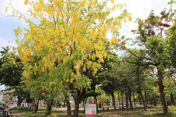 立德公園：【台南北區景點】立德公園~社區公園也能遇見滿滿黃金阿勃勒