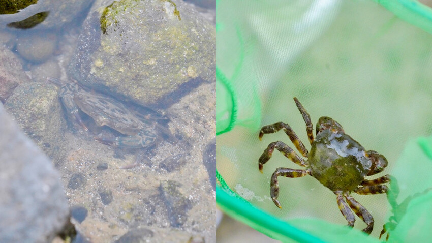 新北親子住宿推薦｜福容大飯店淡水漁人碼頭POPA露營主題房，