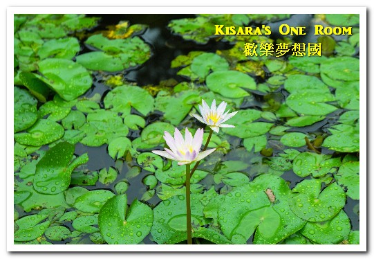 歡樂夢想國：桃園旅遊美食．前往浪漫幸福童話園區盡情享用健康蔬食──歡樂夢想國．上（園區）