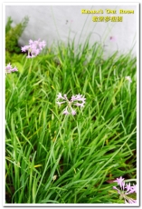 歡樂夢想國：桃園旅遊美食．前往浪漫幸福童話園區盡情享用健康蔬食──歡樂夢想國．上（園區）