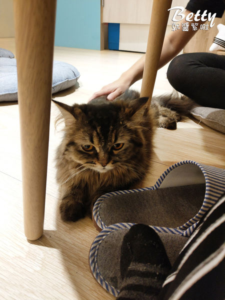 20180519板橋貓欸 (76).jpg