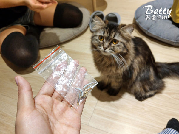 20180519板橋貓欸 (26).jpg