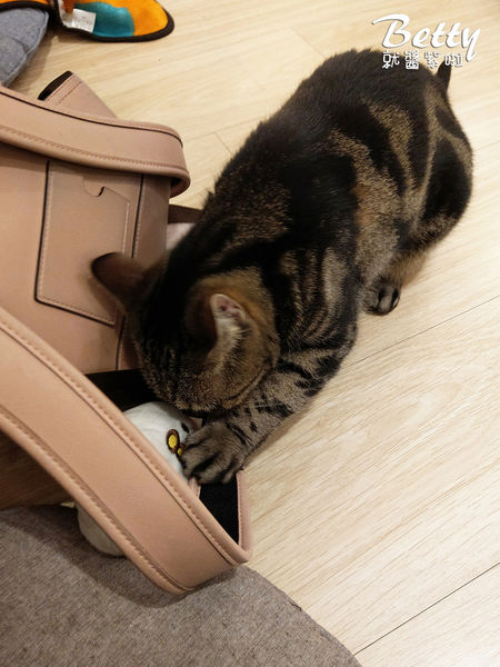 20180519板橋貓欸 (12).jpg
