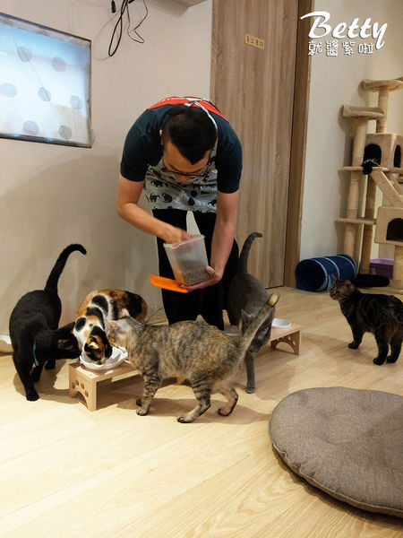 20180519板橋貓欸 (66).jpg