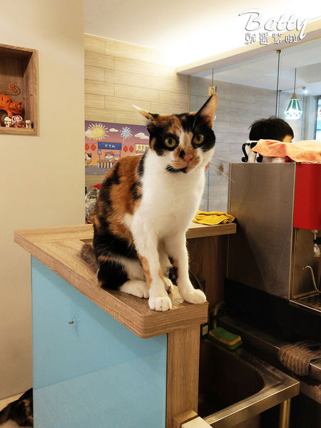 20180519板橋貓欸 (72).jpg