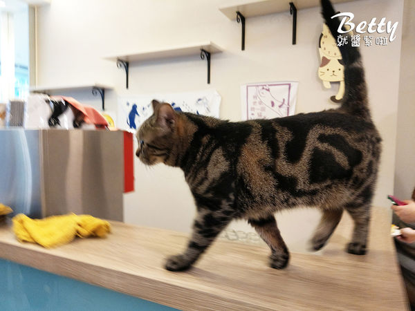 20180519板橋貓欸 (10).jpg