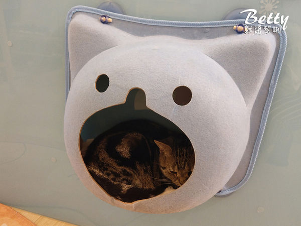 20180519板橋貓欸 (84).jpg