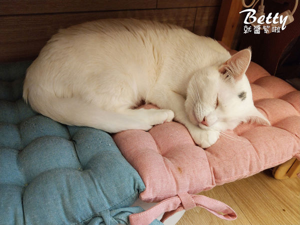 20180519板橋貓欸 (42).jpg