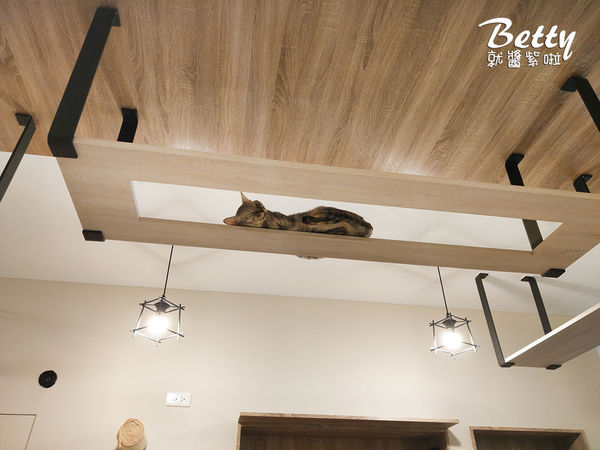 20180519板橋貓欸 (23).jpg