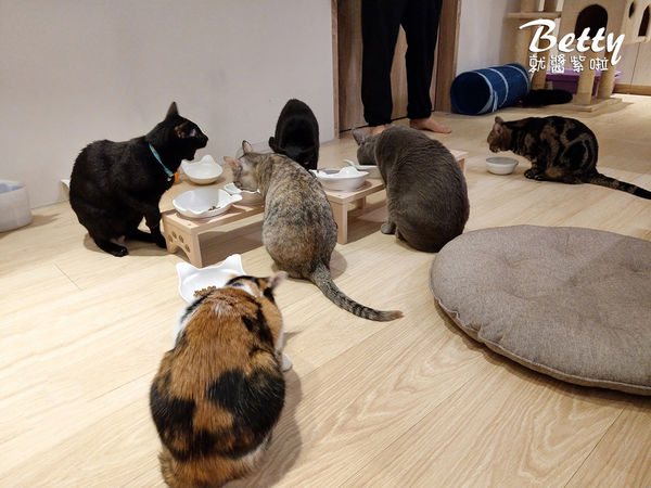 20180519板橋貓欸 (68).jpg