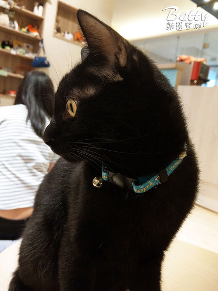 20180519板橋貓欸 (83).jpg