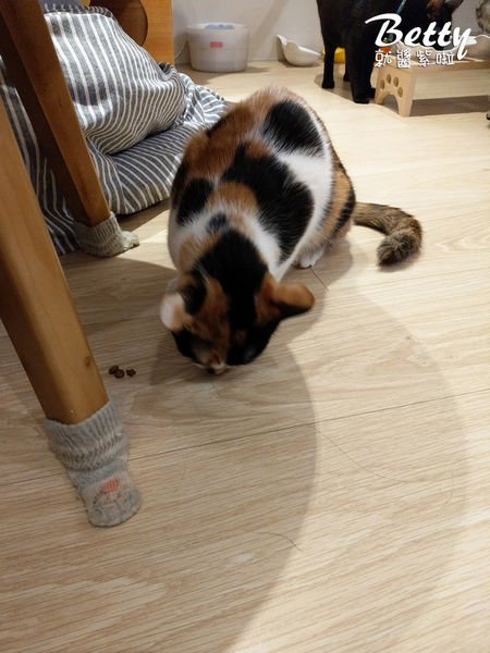 20180519板橋貓欸 (67).jpg
