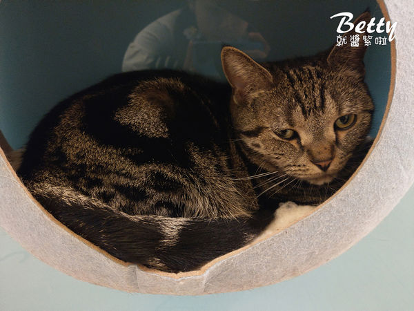 20180519板橋貓欸 (85).jpg