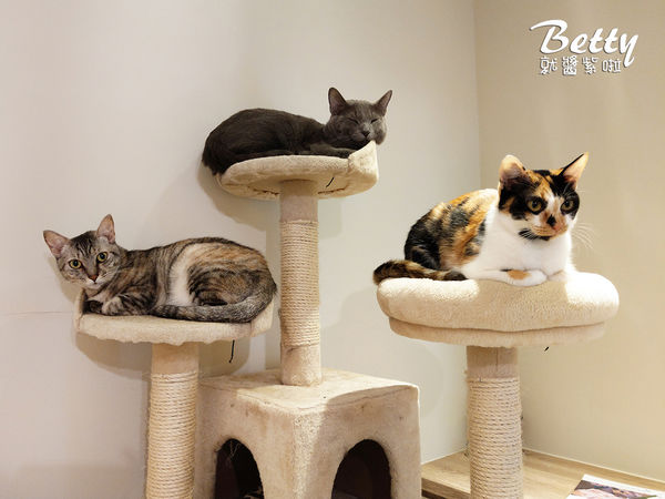 20180519板橋貓欸 (80).jpg