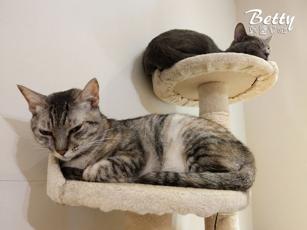 20180519板橋貓欸 (78).jpg