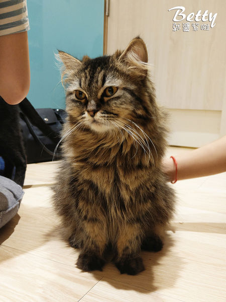 20180519板橋貓欸 (87).jpg