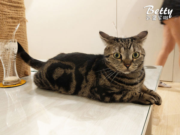 20180519板橋貓欸 (75).jpg