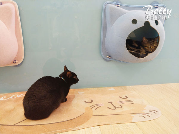 20180519板橋貓欸 (86).jpg