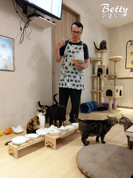 20180519板橋貓欸 (65).jpg