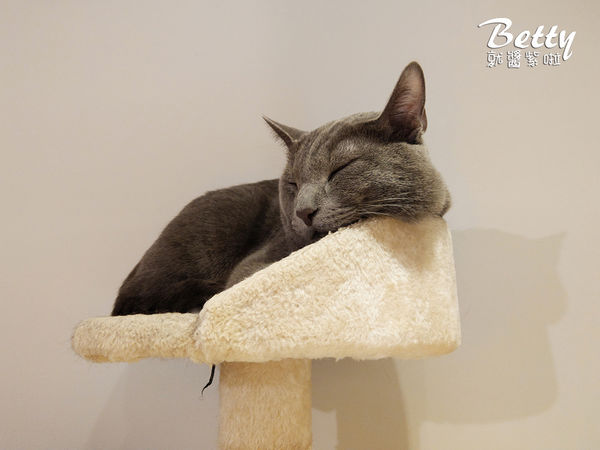 20180519板橋貓欸 (77).jpg