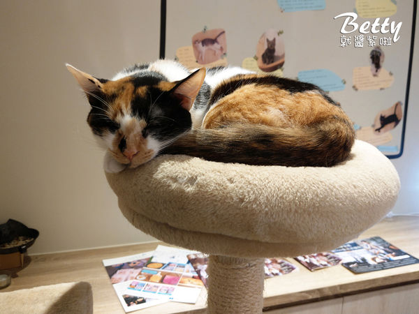 20180519板橋貓欸 (51).jpg