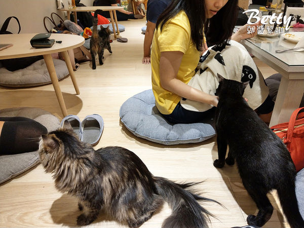 20180519板橋貓欸 (27).jpg