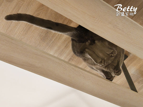 20180519板橋貓欸 (74).jpg