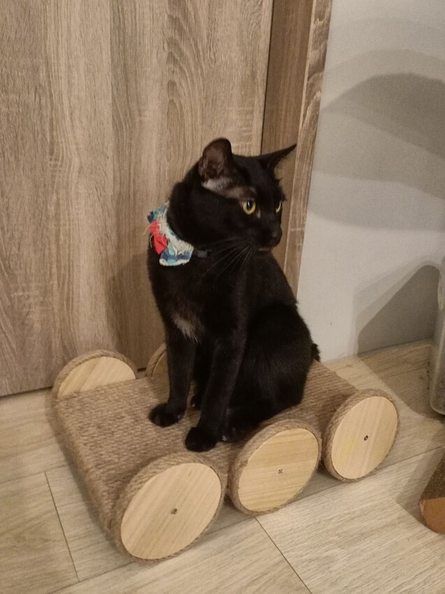 板橋新埔站【貓欸Camulet】主題餐廳推薦-貓迷們請尖叫X