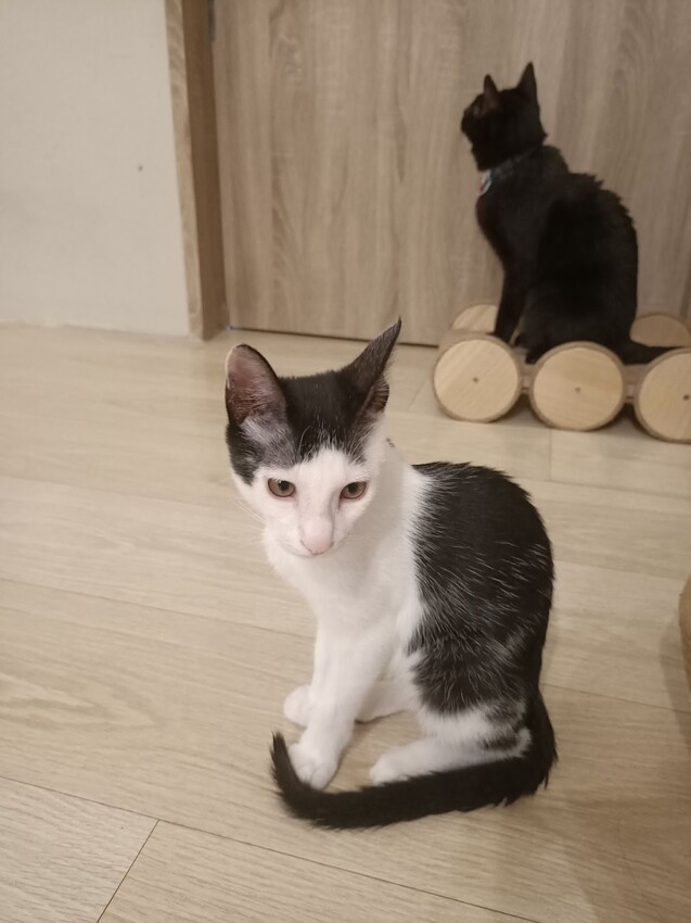 板橋新埔站【貓欸Camulet】主題餐廳推薦-貓迷們請尖叫X