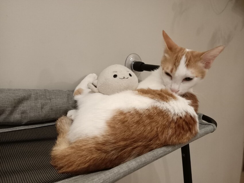 板橋新埔站【貓欸Camulet】主題餐廳推薦-貓迷們請尖叫X