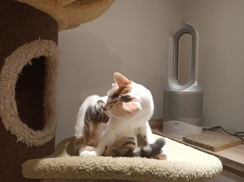 板橋新埔站【貓欸Camulet】主題餐廳推薦-貓迷們請尖叫X