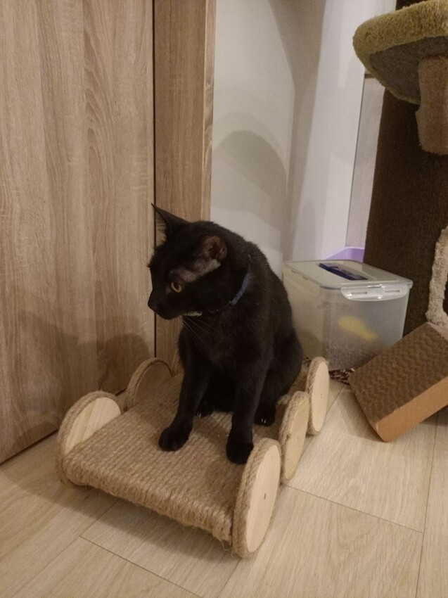 板橋新埔站【貓欸Camulet】主題餐廳推薦-貓迷們請尖叫X