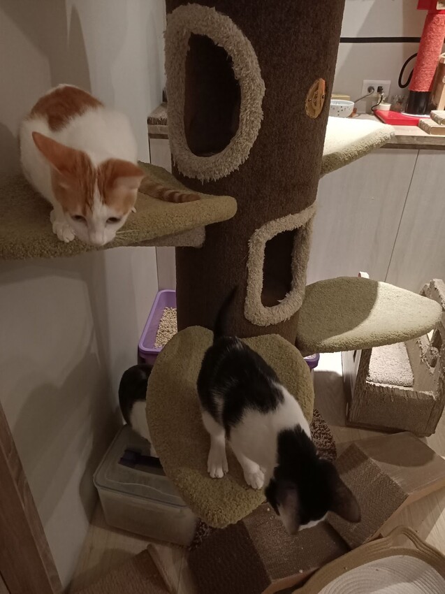 板橋新埔站【貓欸Camulet】主題餐廳推薦-貓迷們請尖叫X