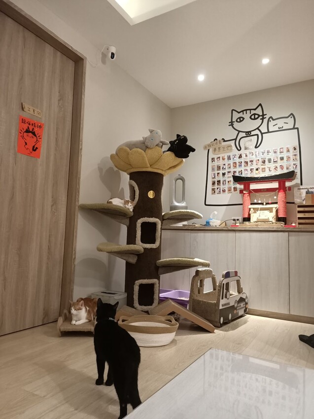 板橋新埔站【貓欸Camulet】主題餐廳推薦-貓迷們請尖叫X