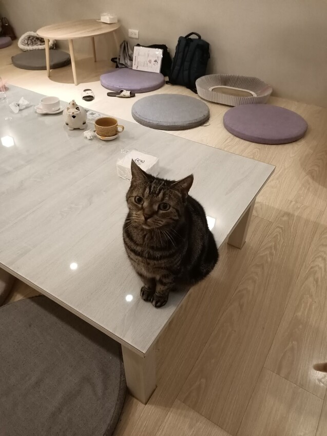 板橋新埔站【貓欸Camulet】主題餐廳推薦-貓迷們請尖叫X