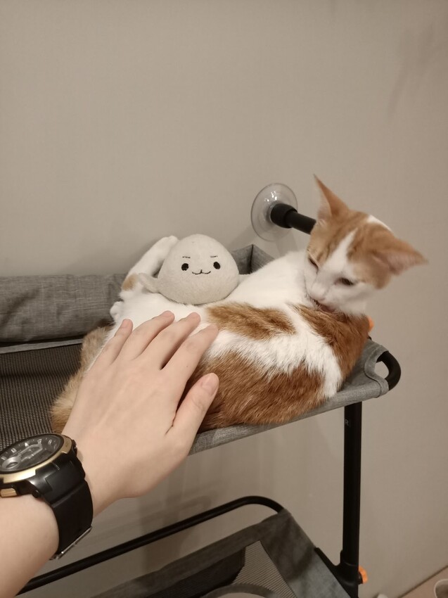 板橋新埔站【貓欸Camulet】主題餐廳推薦-貓迷們請尖叫X