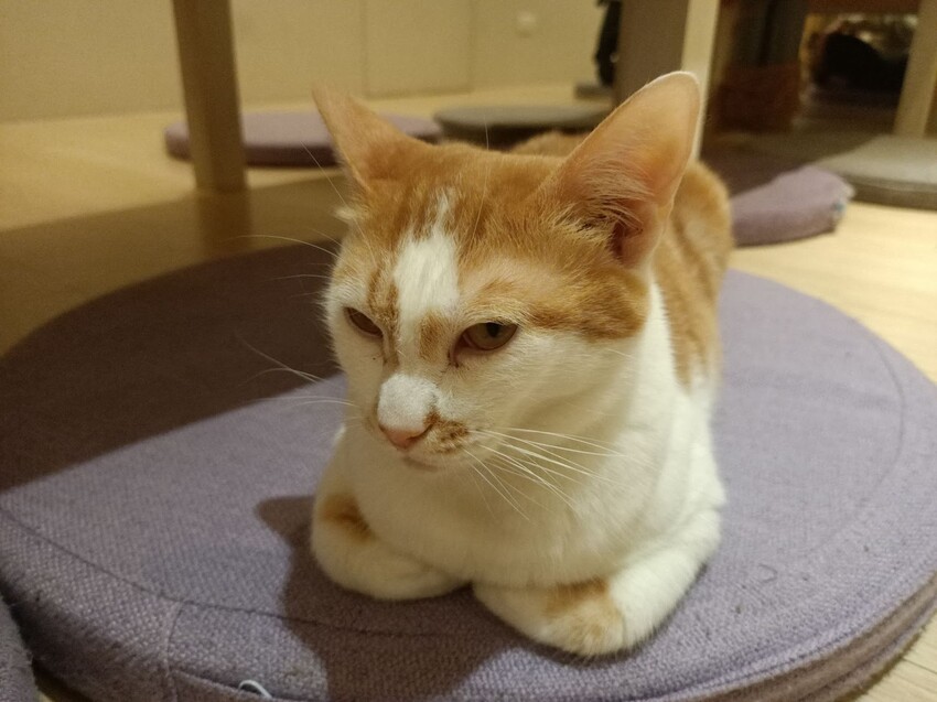 板橋新埔站【貓欸Camulet】主題餐廳推薦-貓迷們請尖叫X