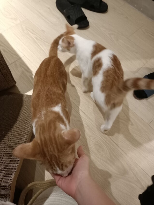 板橋新埔站【貓欸Camulet】主題餐廳推薦-貓迷們請尖叫X