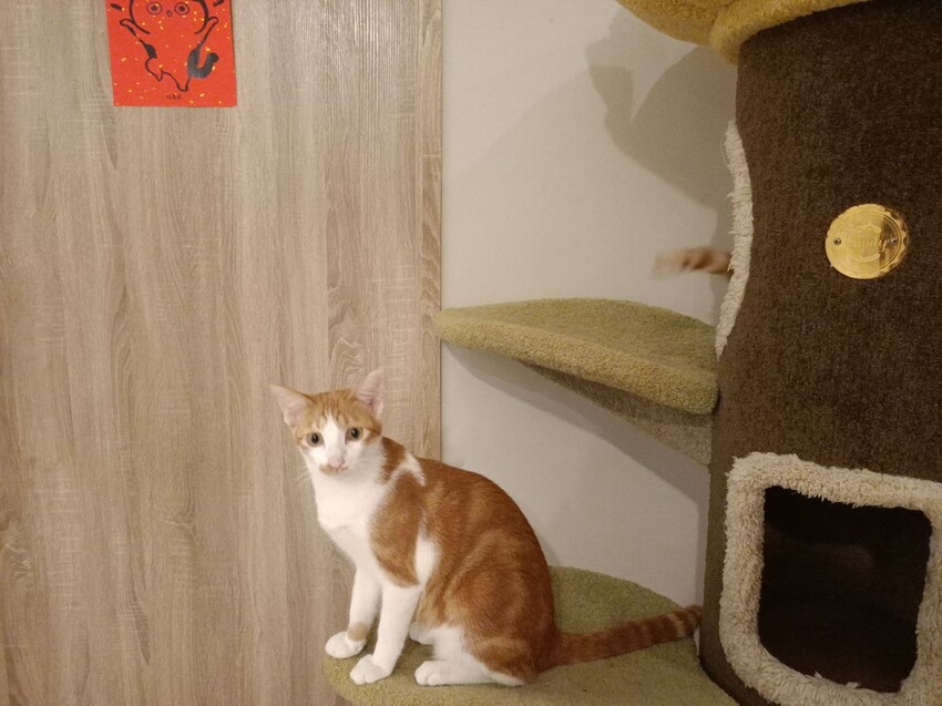 板橋新埔站【貓欸Camulet】主題餐廳推薦-貓迷們請尖叫X