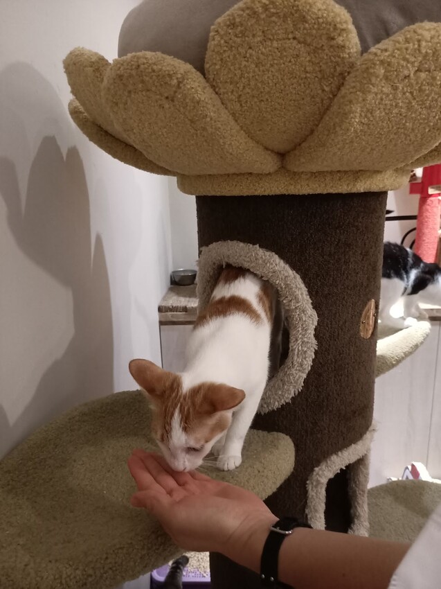 板橋新埔站【貓欸Camulet】主題餐廳推薦-貓迷們請尖叫X