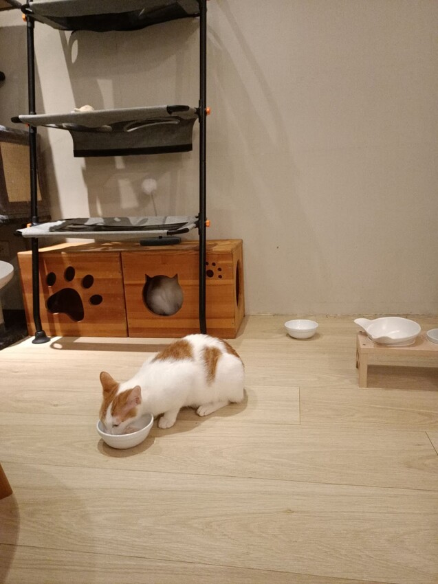 板橋新埔站【貓欸Camulet】主題餐廳推薦-貓迷們請尖叫X