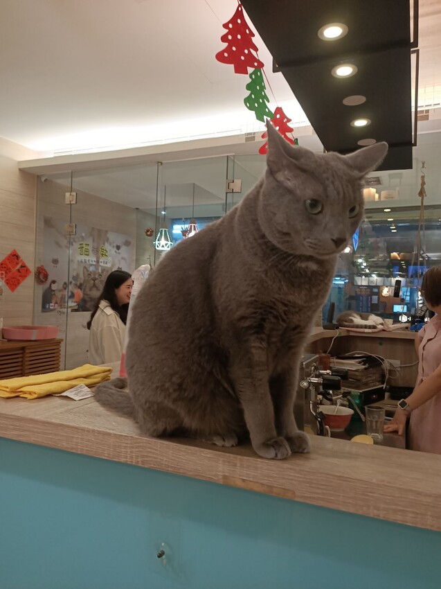 板橋新埔站【貓欸Camulet】主題餐廳推薦-貓迷們請尖叫X