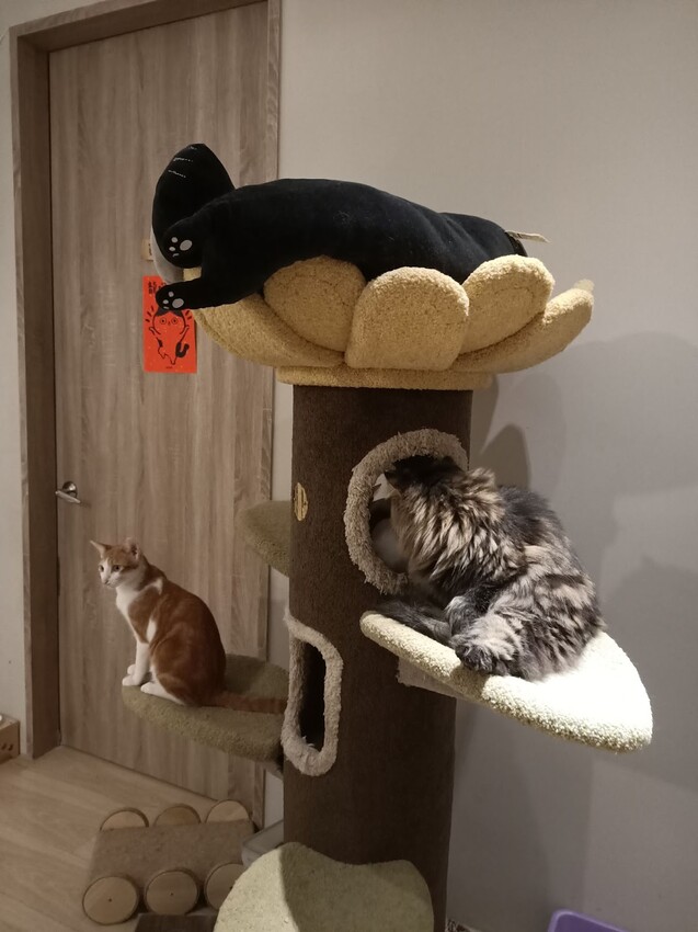 板橋新埔站【貓欸Camulet】主題餐廳推薦-貓迷們請尖叫X