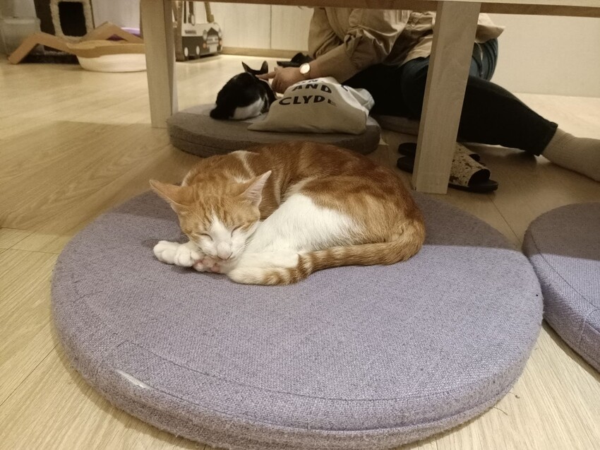 板橋新埔站【貓欸Camulet】主題餐廳推薦-貓迷們請尖叫X