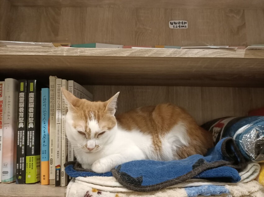 板橋新埔站【貓欸Camulet】主題餐廳推薦-貓迷們請尖叫X