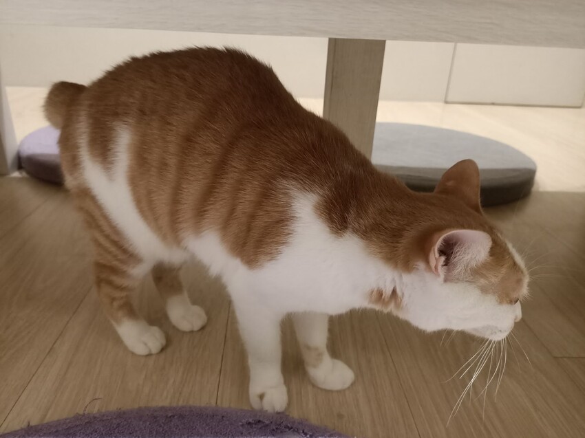 板橋新埔站【貓欸Camulet】主題餐廳推薦-貓迷們請尖叫X