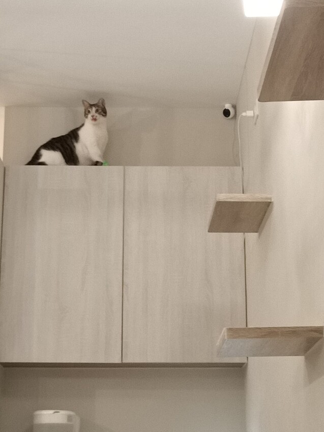 板橋新埔站【貓欸Camulet】主題餐廳推薦-貓迷們請尖叫X